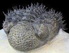 Spiny Drotops Armatus Trilobite - Long #42258-4